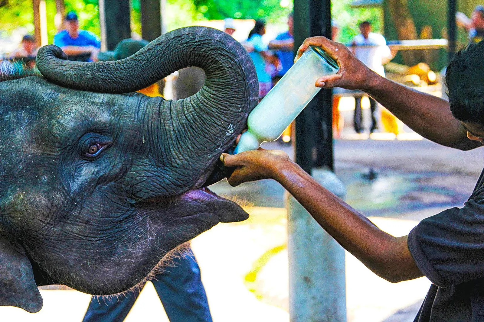 A keeper holding a bottle for an elephant calf, its trunk curled back over its head