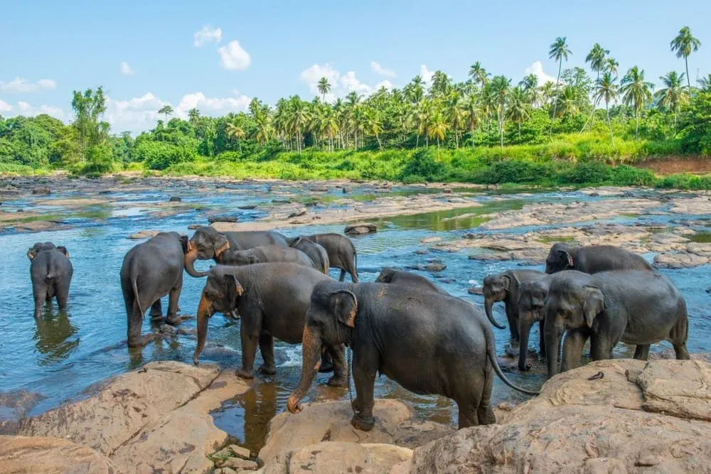 The Pinnawala herd standing in the shallows of the Maha Oya, palms along the far bank