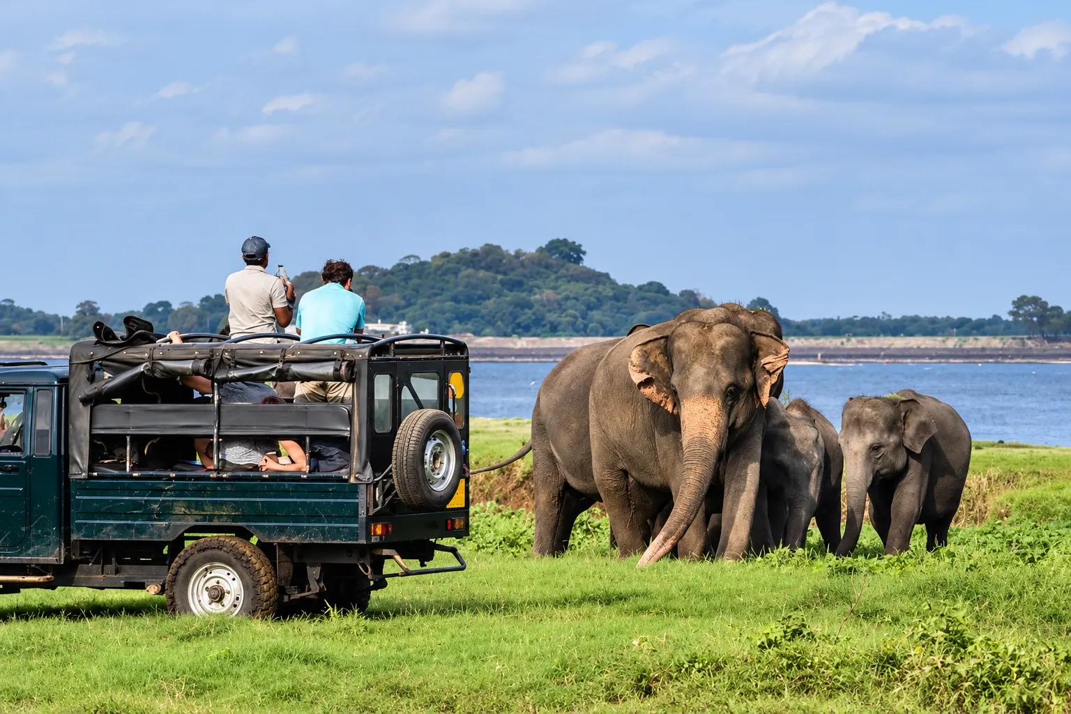A herd of wild elephants grazing on the open grassland beside the tank at Minneriya