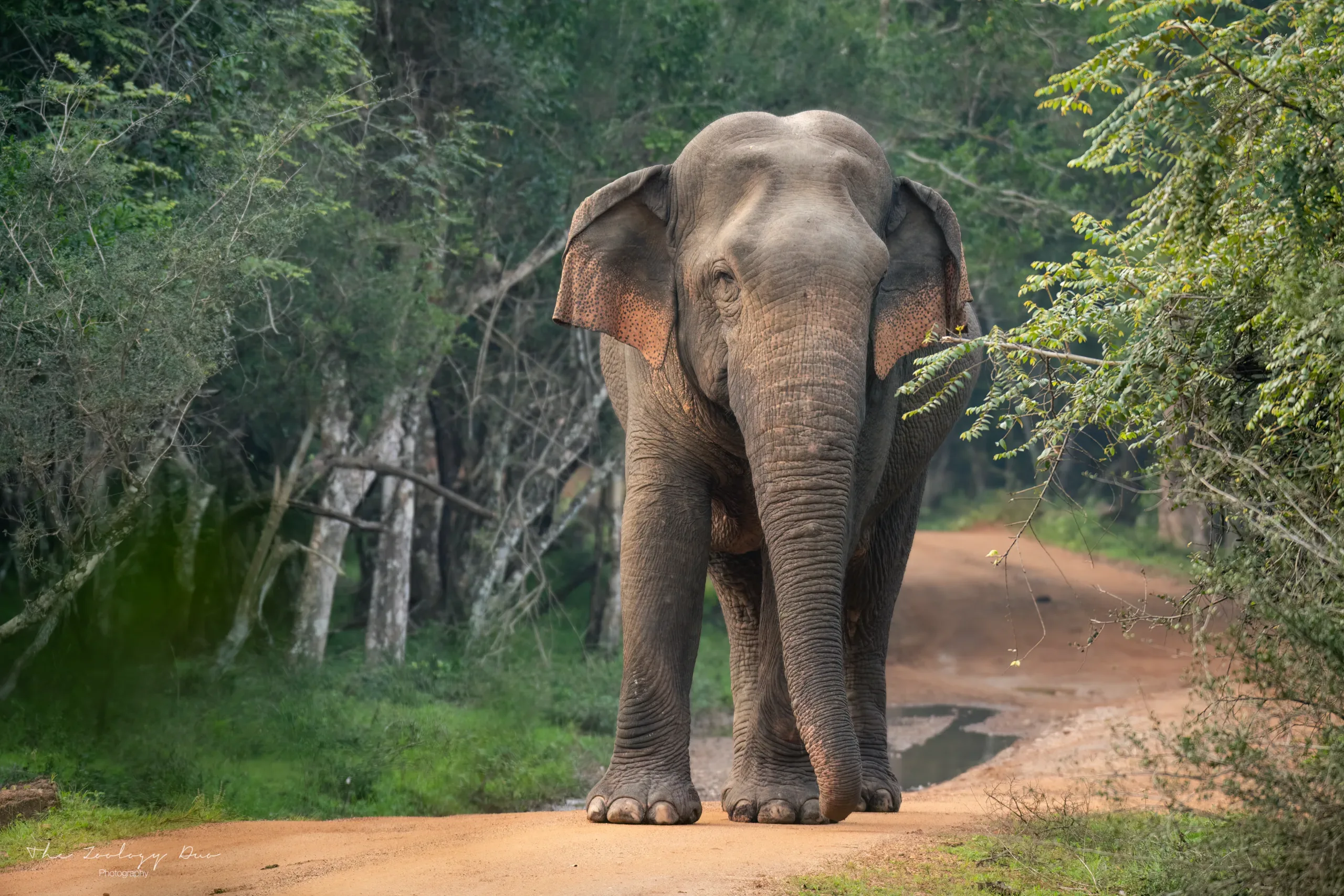 A wild elephant crossing the track in Yala National Park, scrub on both sides
