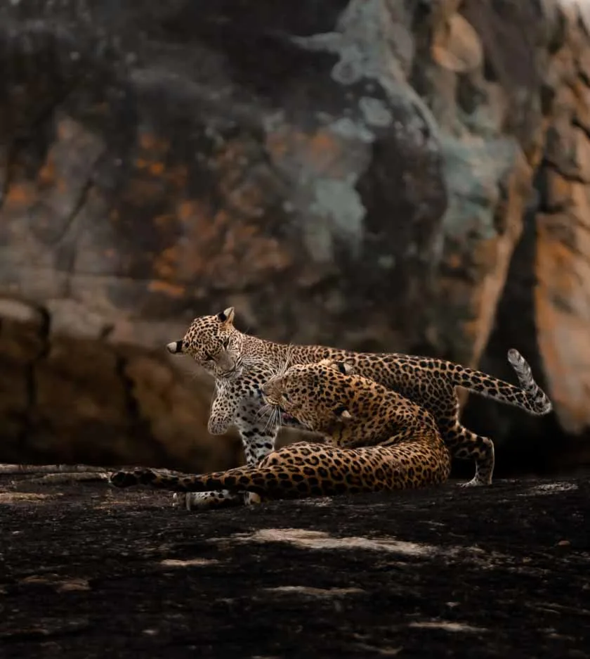 A Sri Lankan leopard resting in dappled shade in Yala National Park