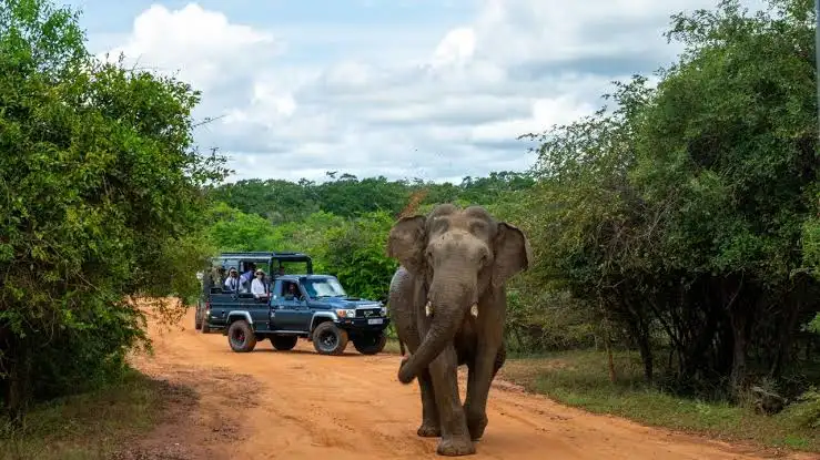 An open safari jeep on the sand track into Yala National Park